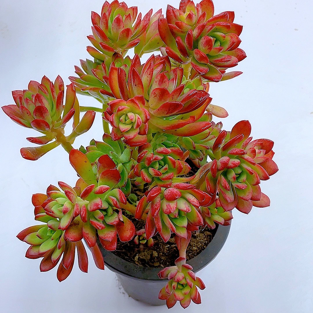 红稚莲120盆拍一发二【脱土发】两单包邮 多肉植物 好看 好养