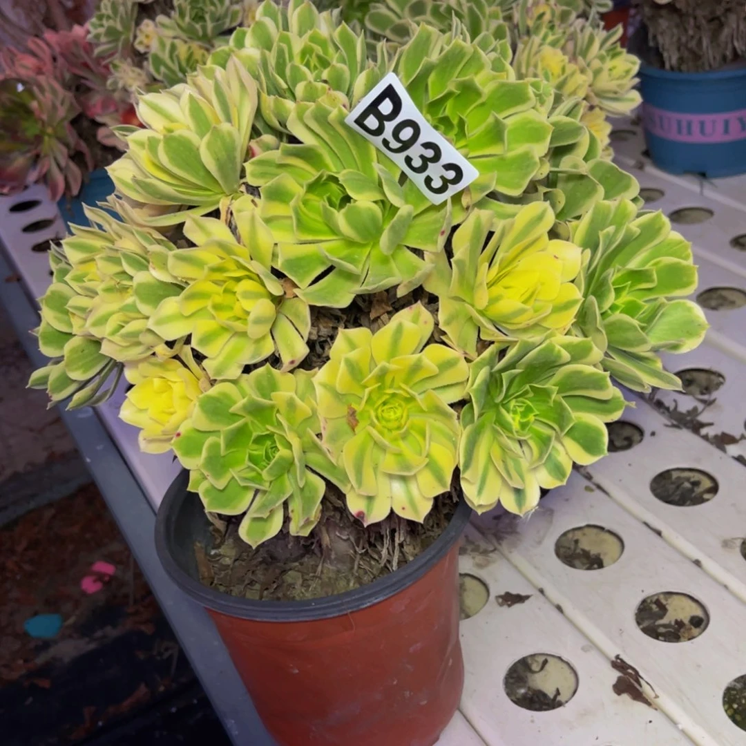 艳凝法师7//////49包邮