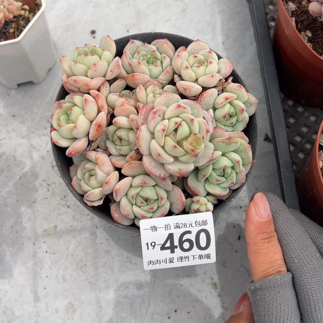 正*白底香草老桩多肉多肉多肉多肉