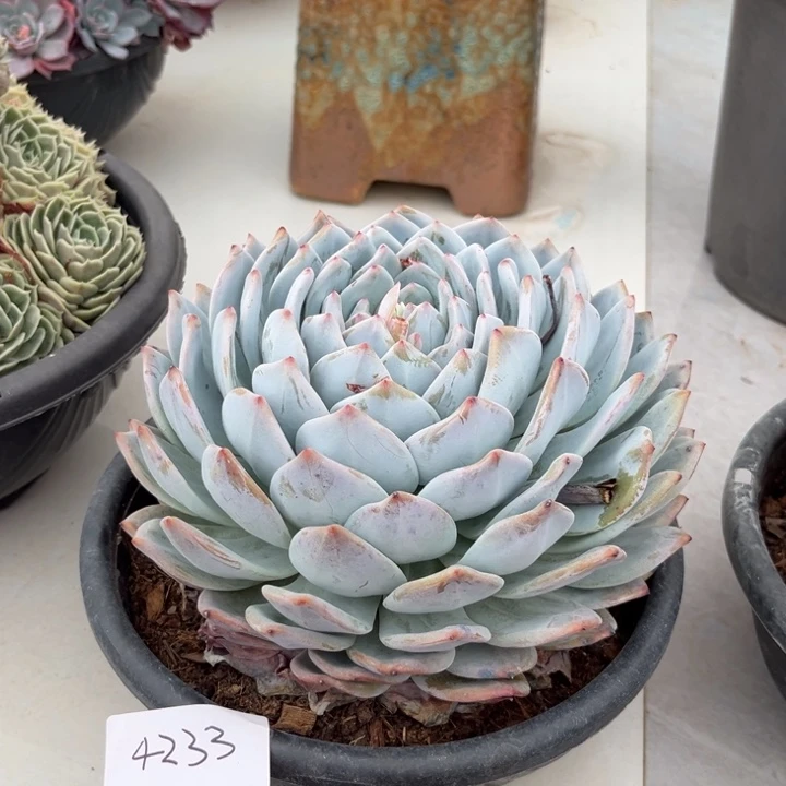 棠颂花卉。一物一拍。橙子。4233