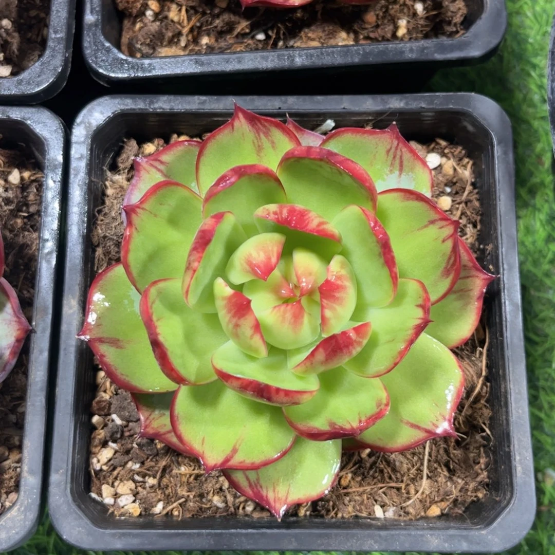 惊鸿仙子一物一拍