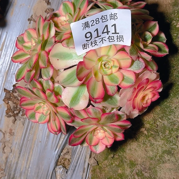 大***晶9141倾城多肉植物