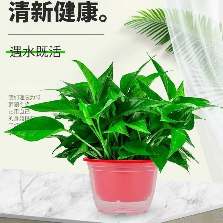 绿萝盆栽室内好养吸除甲醛净化空气水培植物绿植花卉盆栽绿箩批发