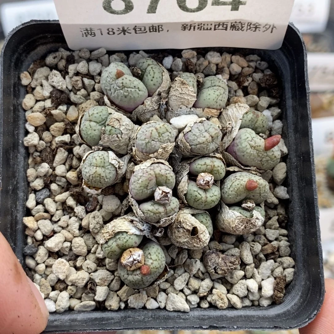 8764。