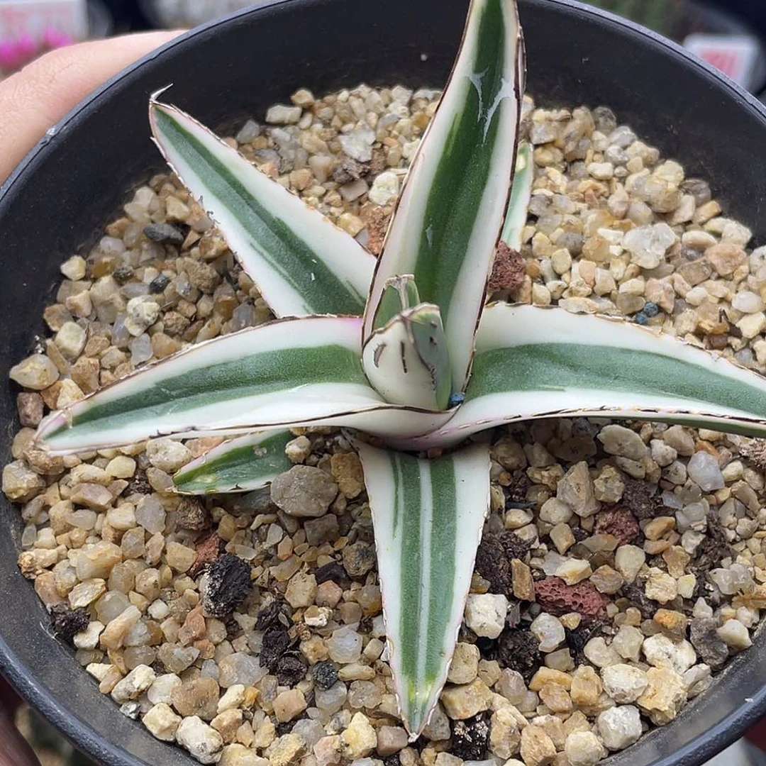 丸叶冰山 致远多肉