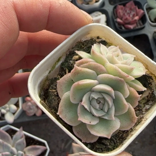 264虾饺多肉植物多