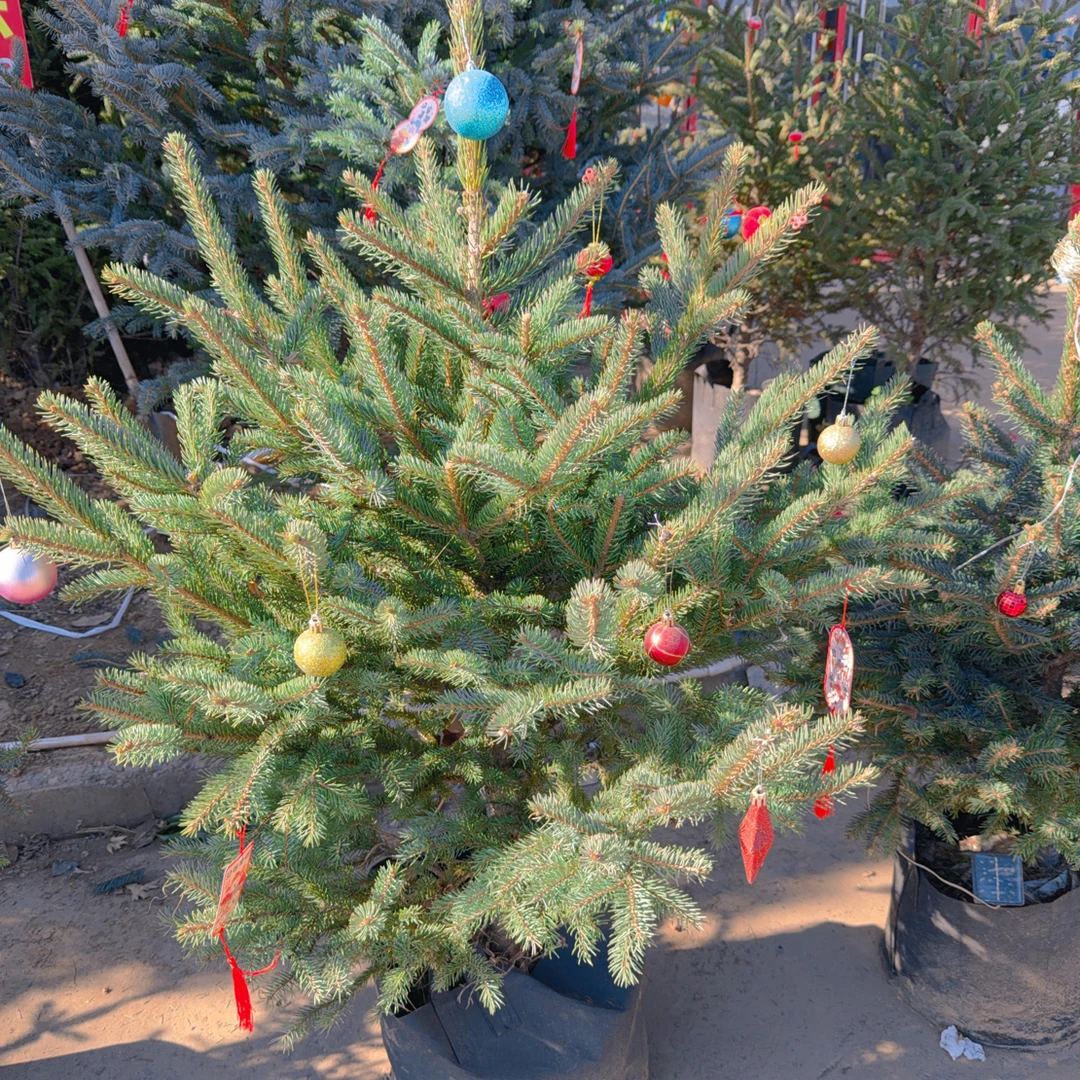 圣诞树云杉真树盆栽冬季耐寒植物庭院景观绿植