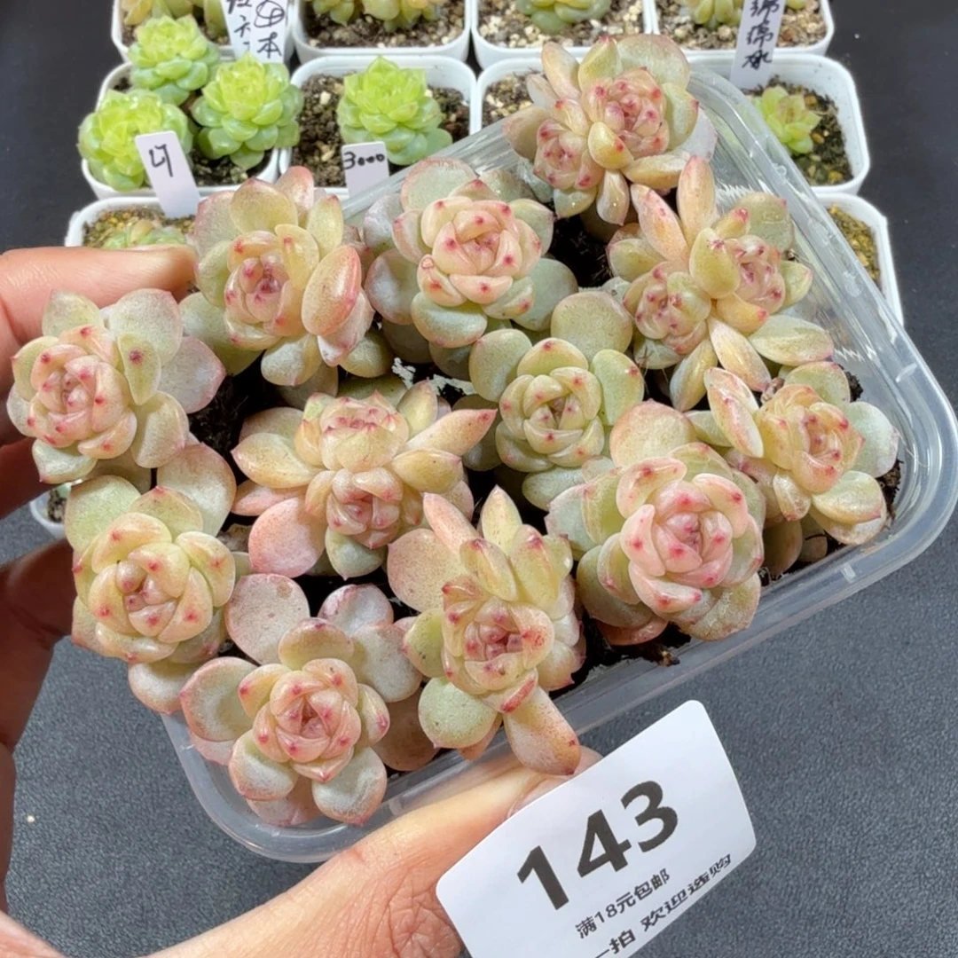 十二个甜心一物一拍143