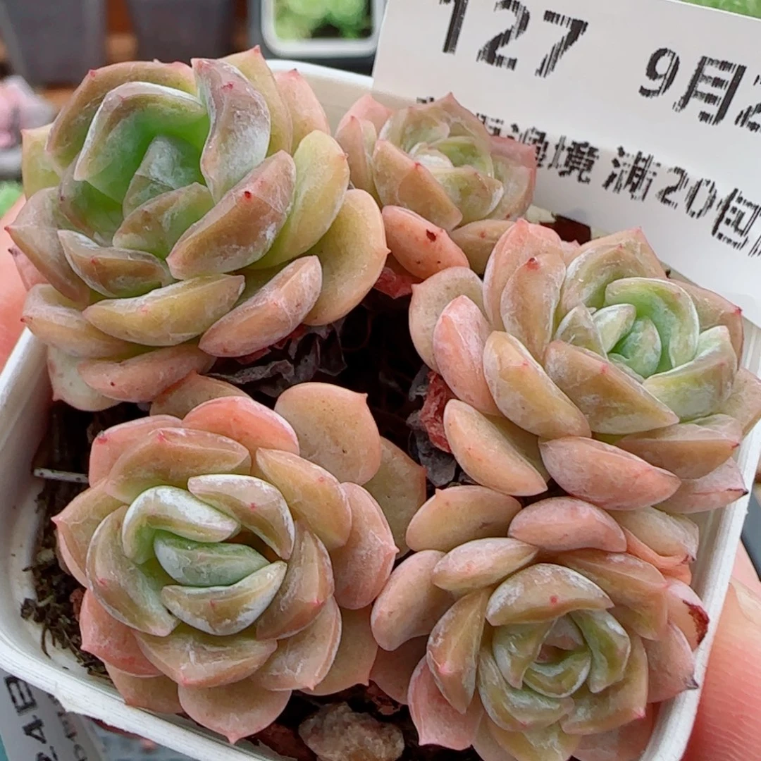 花语逸镜0924-127绒金