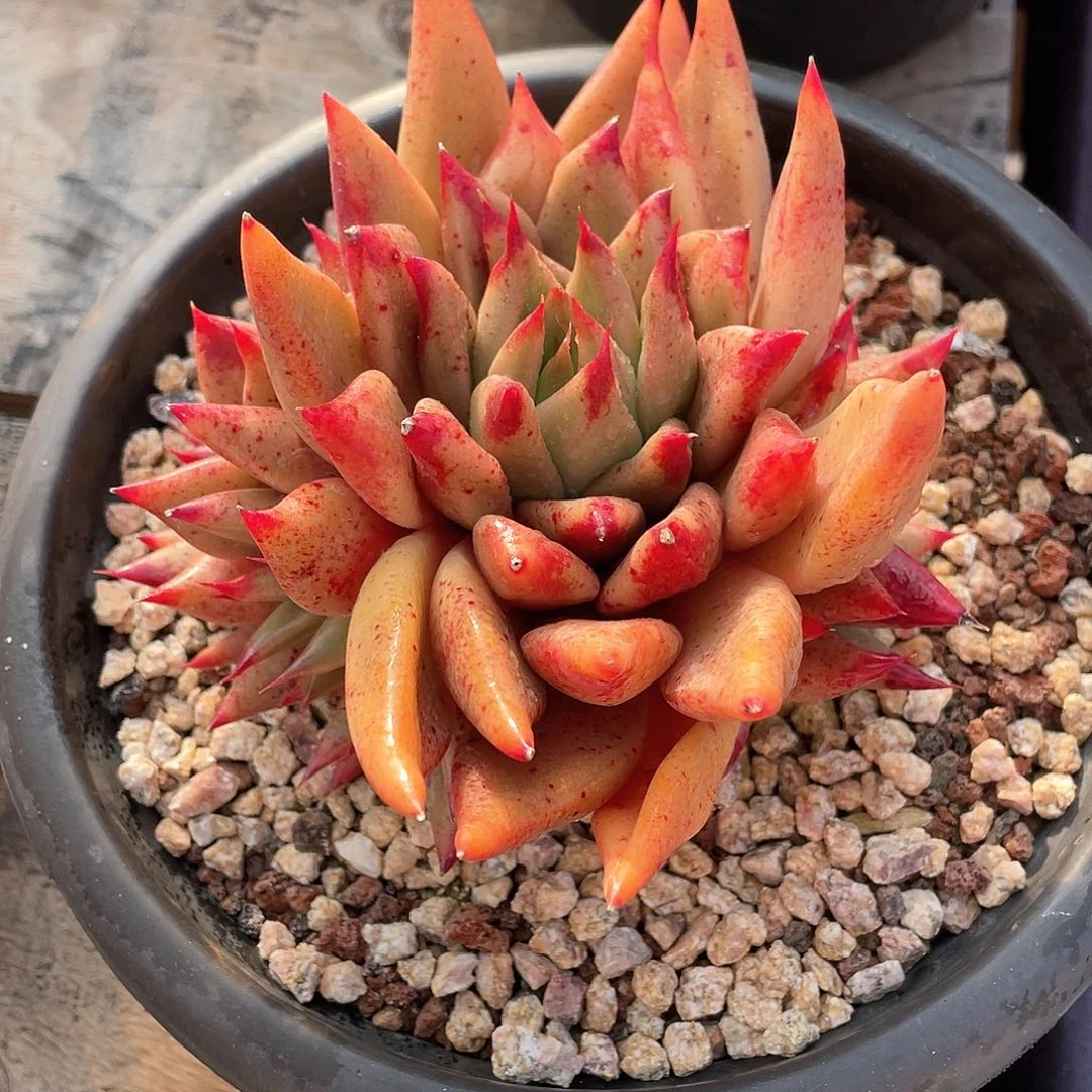 多肉植物一物一拍