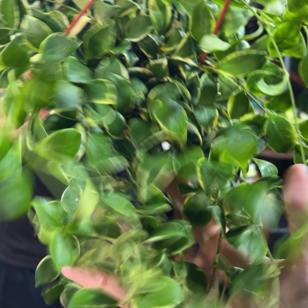蛋***挞无花朵休外球兰大苗