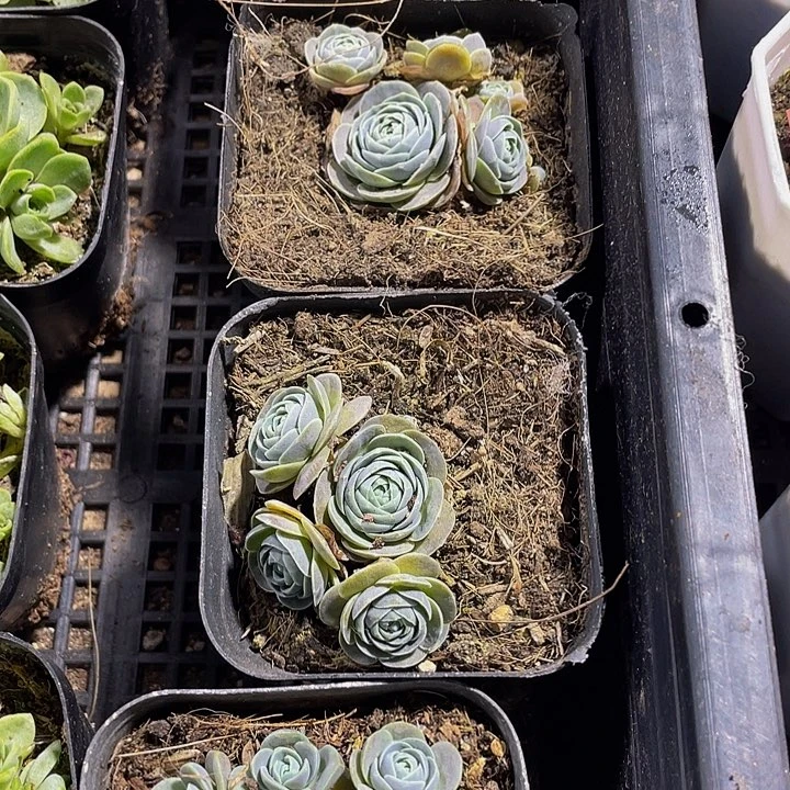子持莲花带盆土发