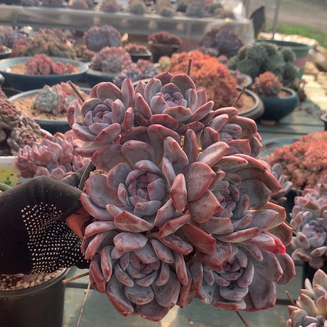 石榴籽七头花花花