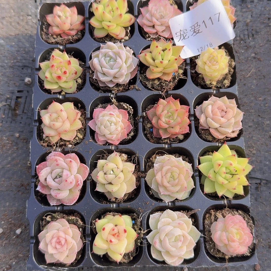 直播福利一物一拍117