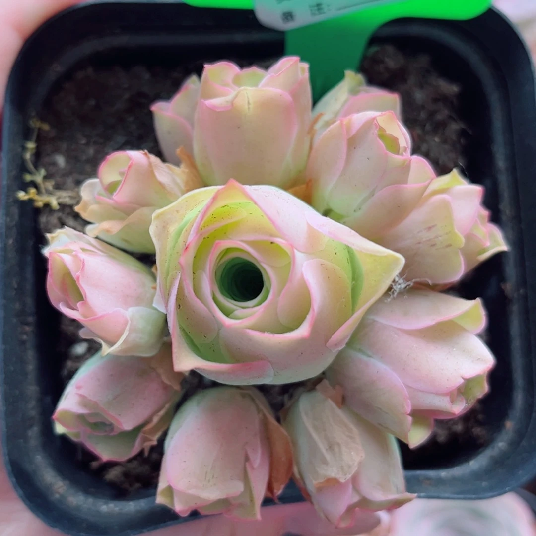 D242 心灵公主 一物一拍