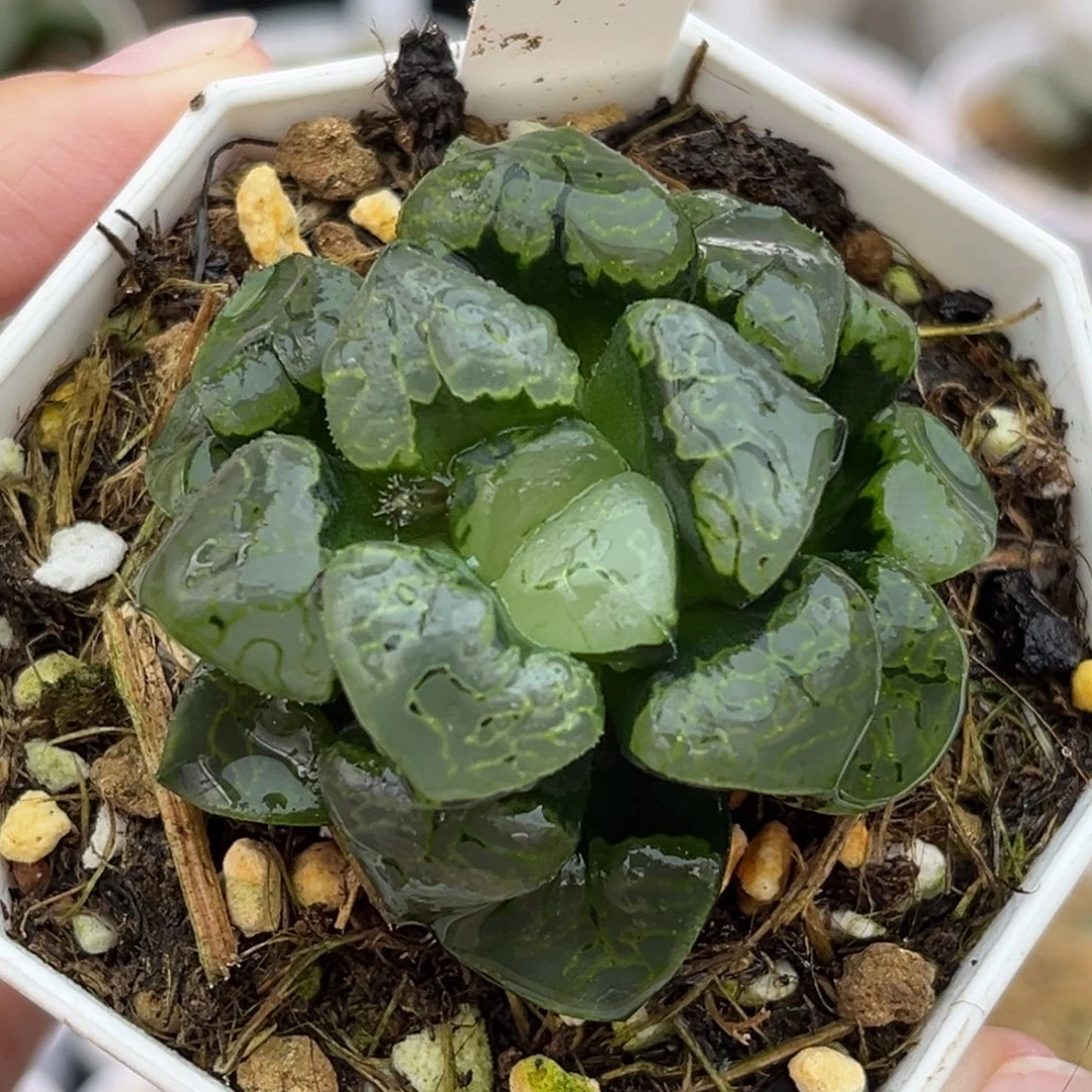 3丸叶祥云克福利专场