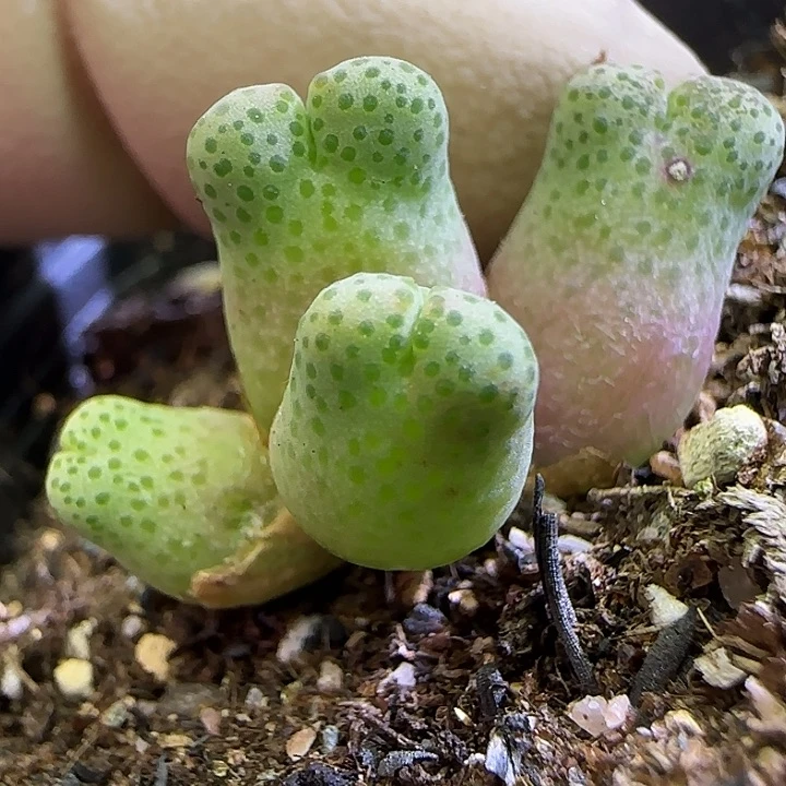 941园艺优选红斑马955