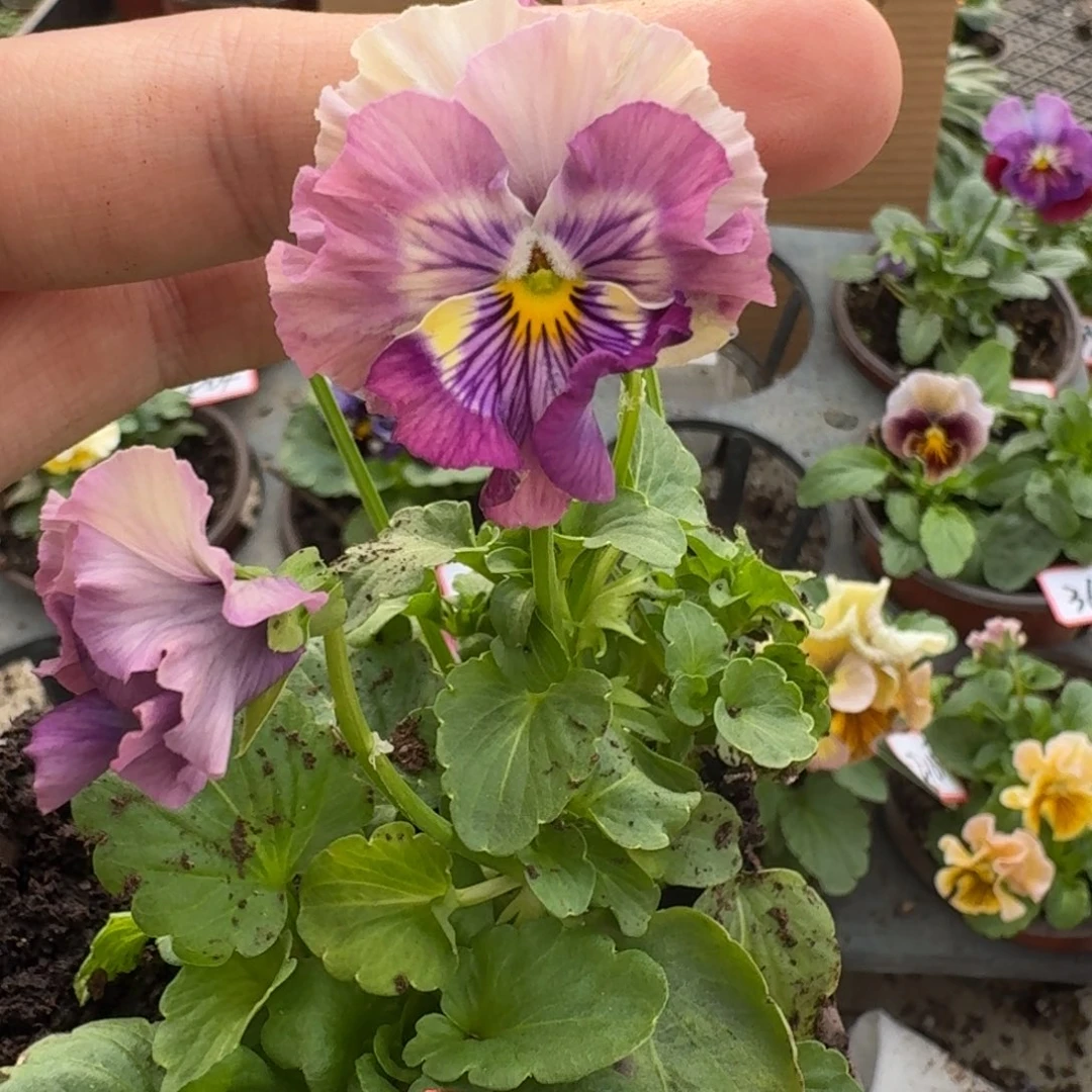 大部分花苞少量开放303