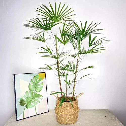 金山棕竹，自家基地种植，1米到1.2米