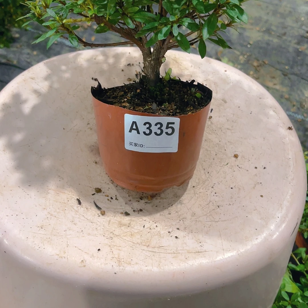 无花朵直播时间一直一直