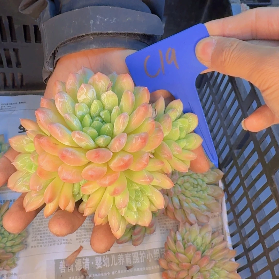 多肉植物和植物等植物