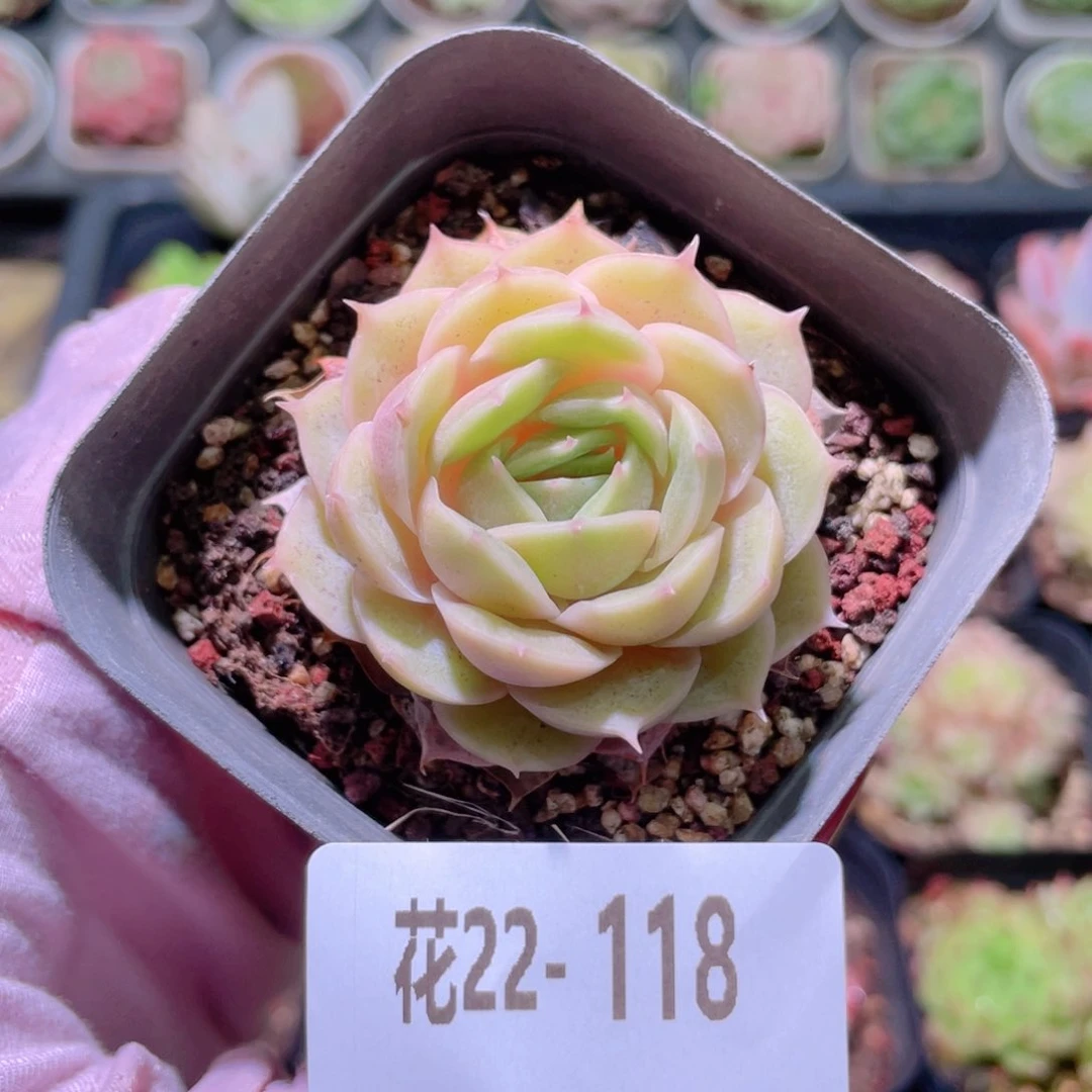 花利美22-118昂斯诺