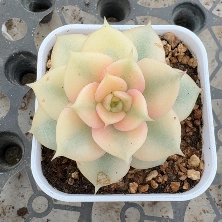 贝加尔湖一物一拍