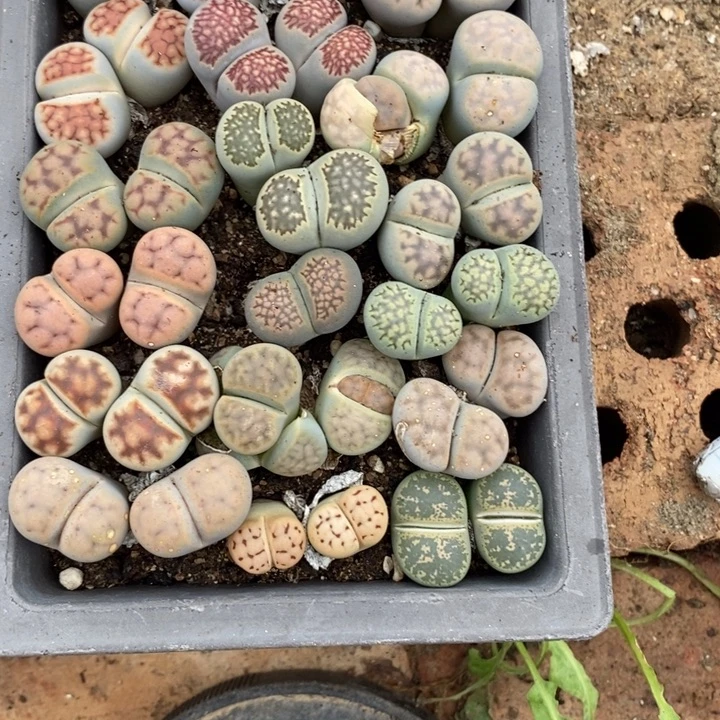 周***界生石花的季节到啦686
