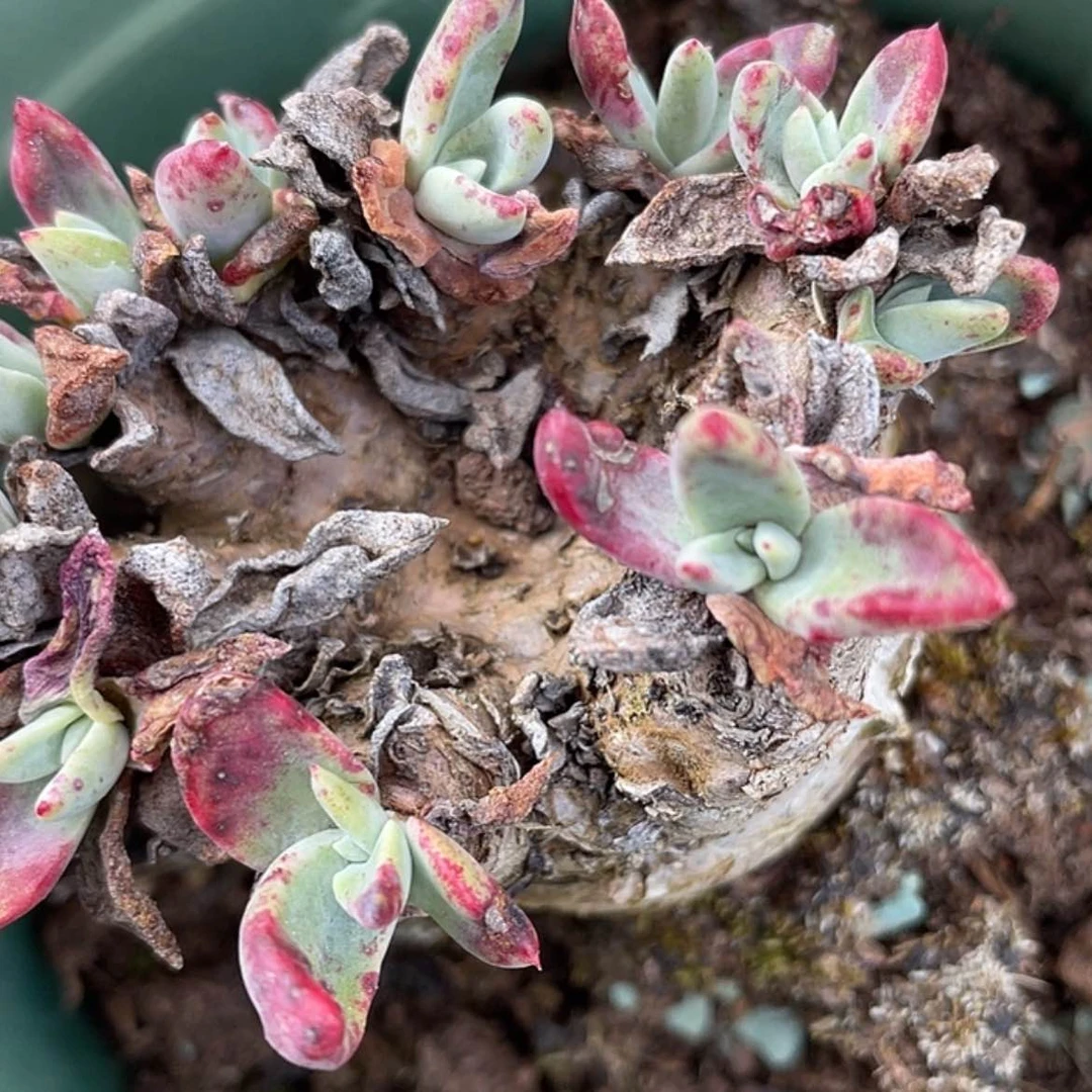 【闪购商品】小*泡芙老庄