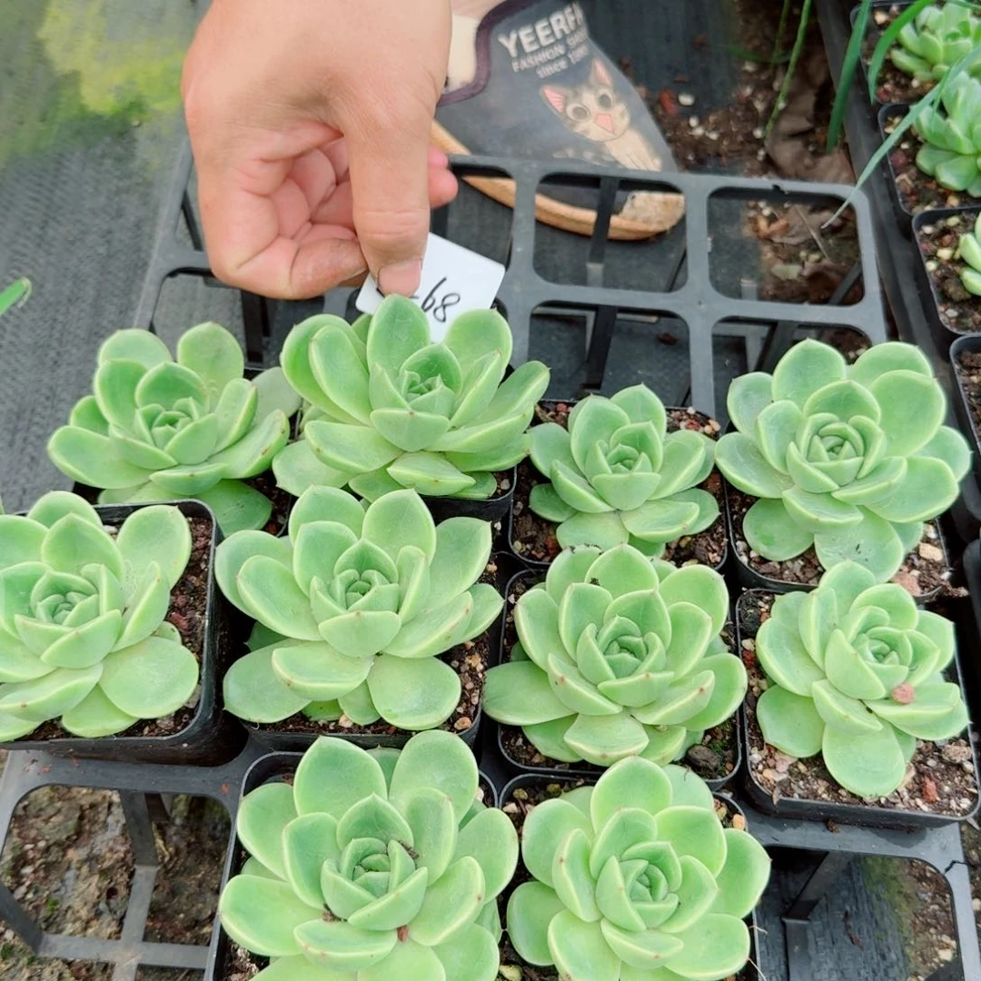 8-68宽叶麦秆两颗量拍