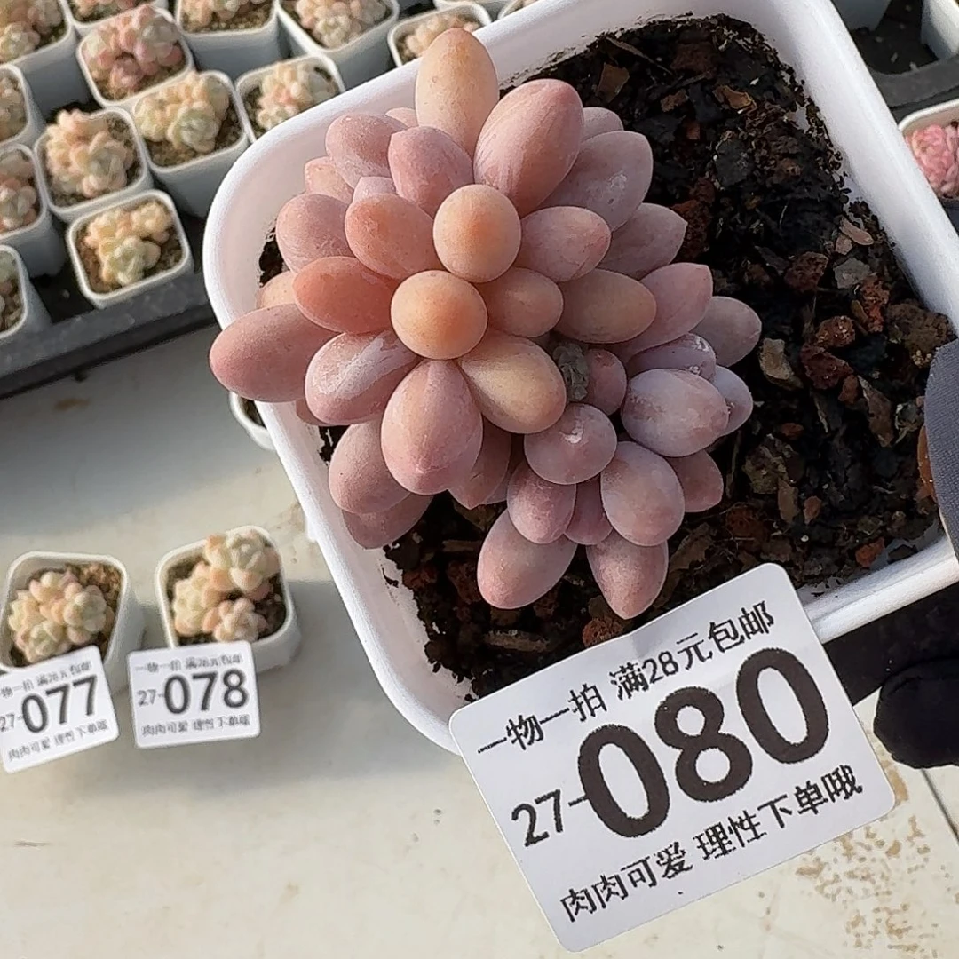 汤圆无盆土发货无