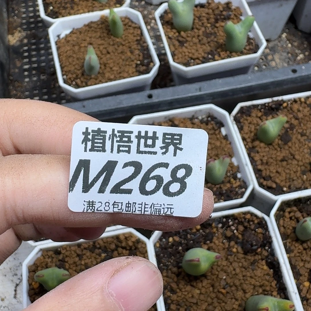 和***红多肉植物的润泽ghjjghh