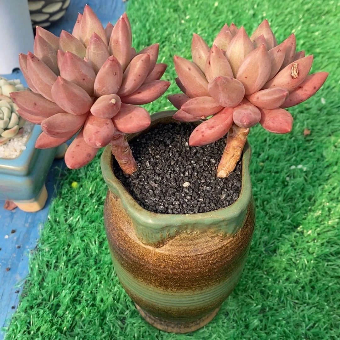 ?**凉袁姑娘虞美人多肉植物带盆