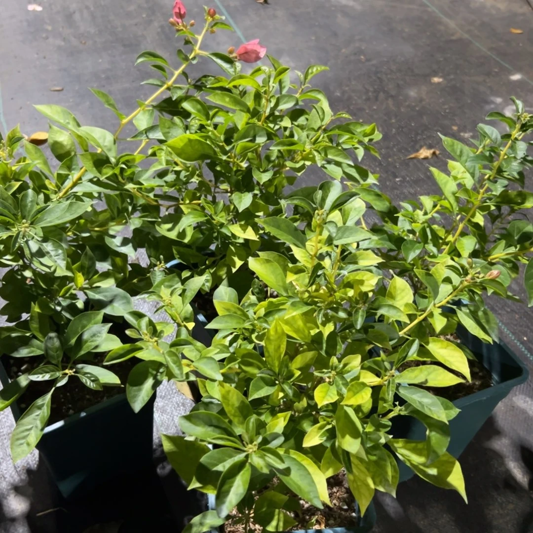 无花朵【暗斑丝绸一棵】随机发货福利款不售后