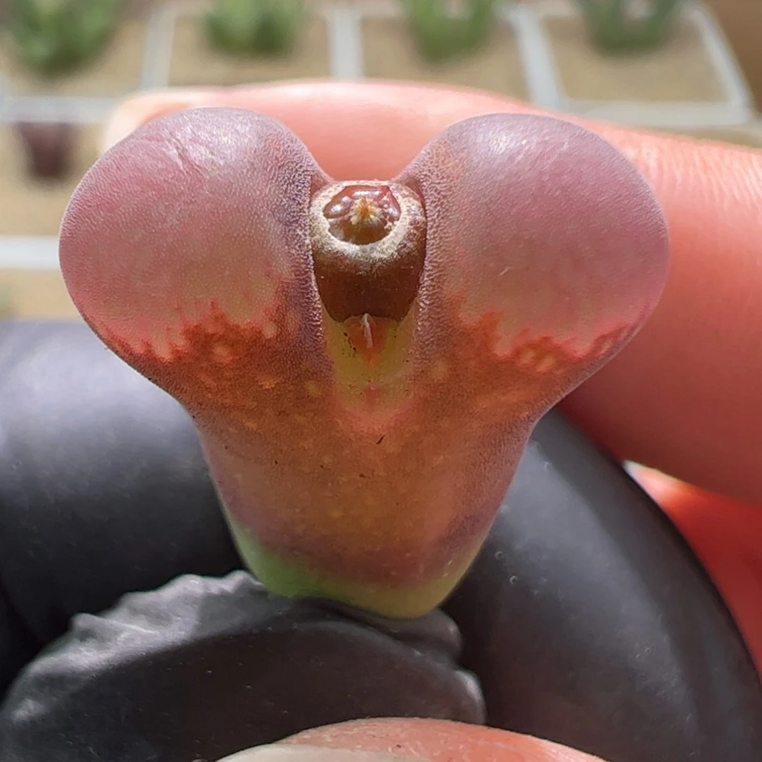 精品优选红风铃一颗888。