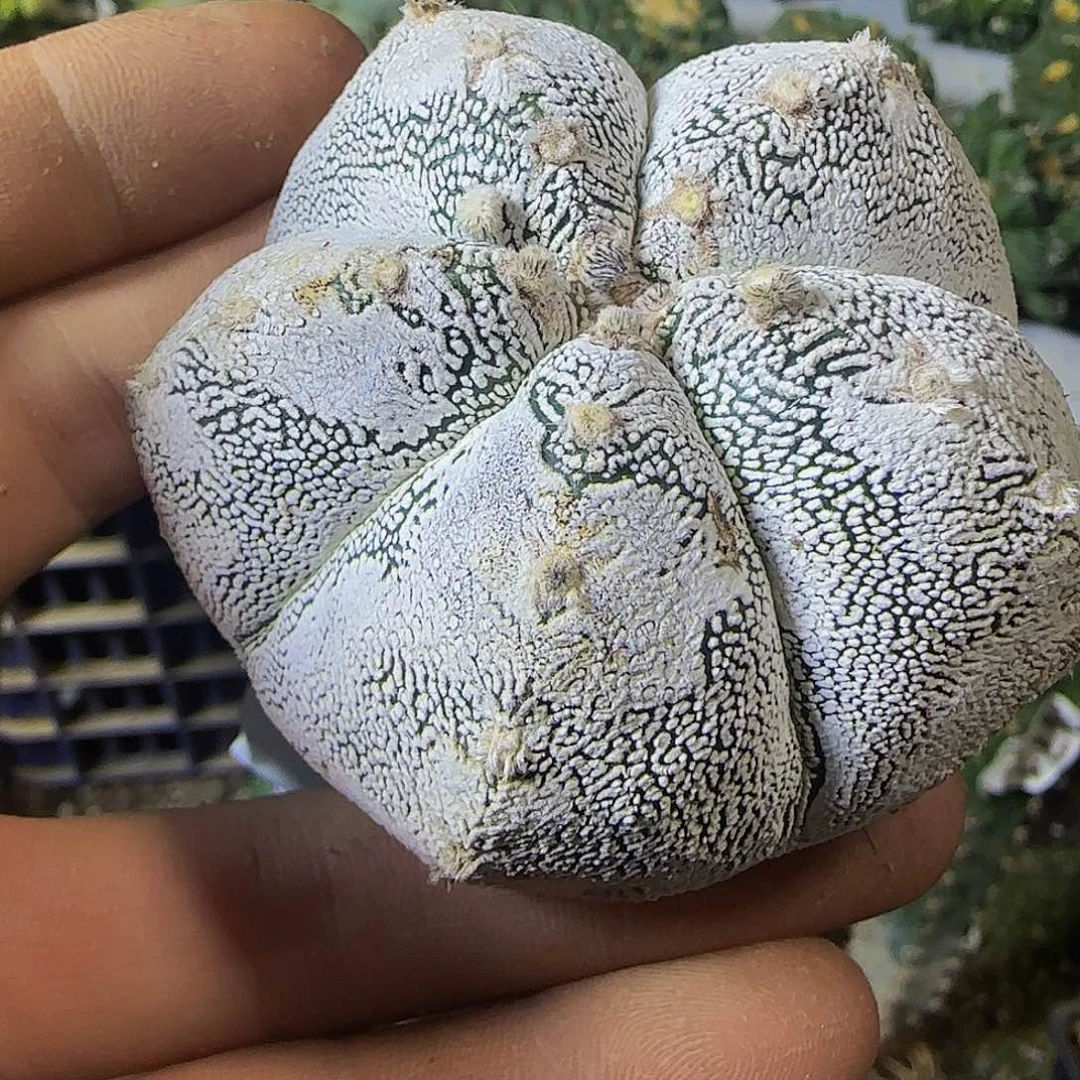 g***7恩冢206仙人球开花了