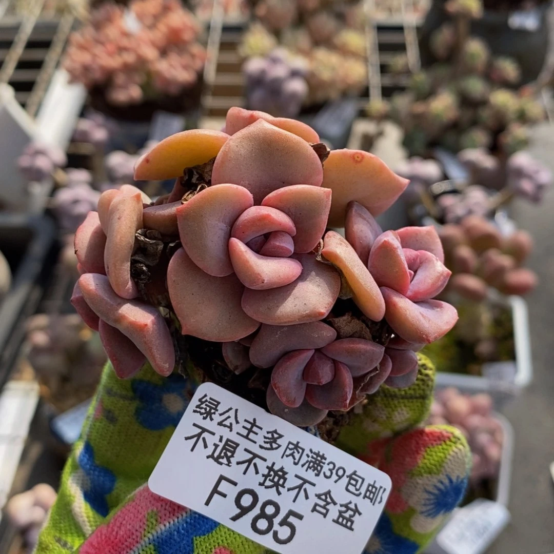 彩虹糖985/6cm多肉