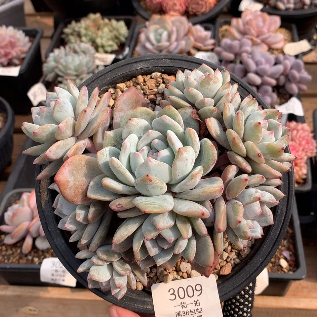 15厘米十头有砍石榴籽3009