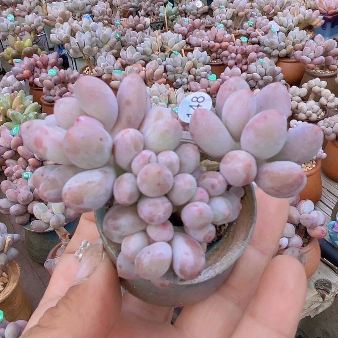 奶尖 桃花奶 仙子奶酪