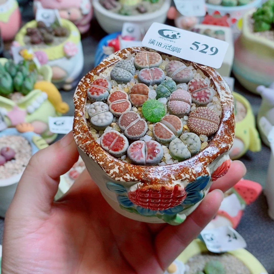 生石花花花花花花花529