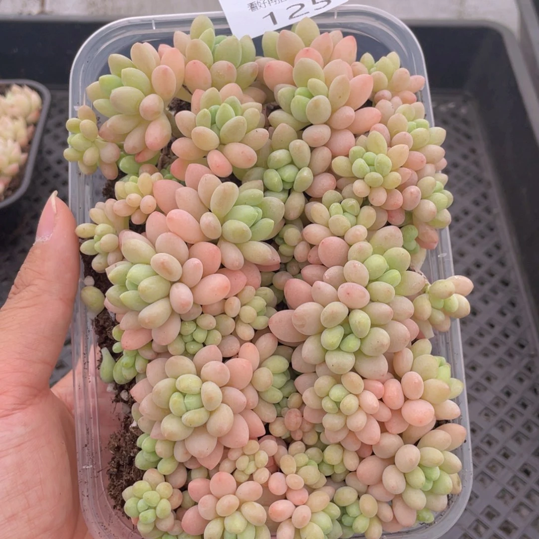 云糖心多肉植物125