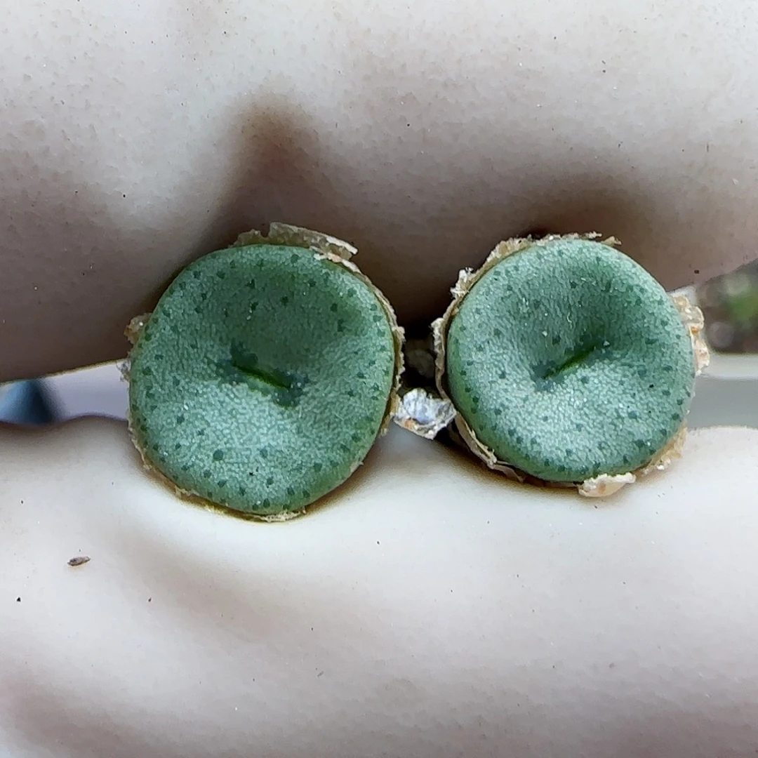 114金币杂交福利