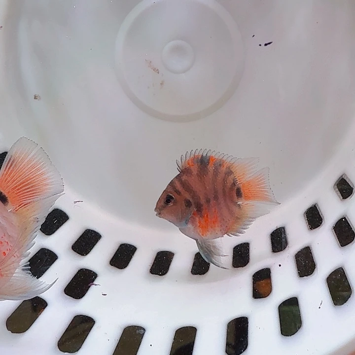 鹦鹉鱼迷你鹦鹉鱼