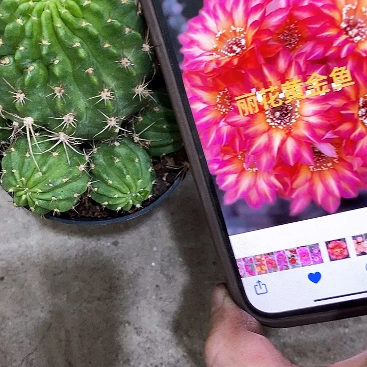 黄金鱼仙人球，2578999