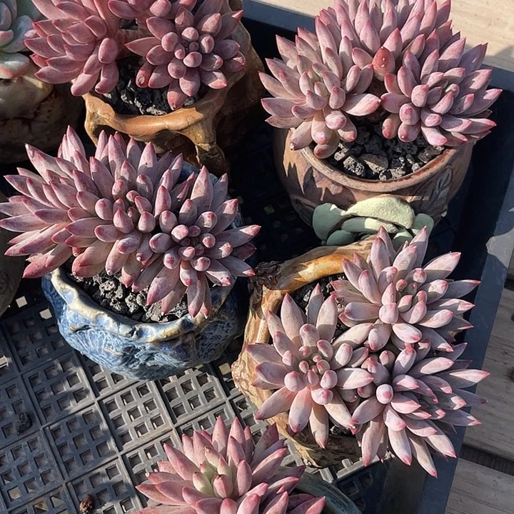 多肉植物一颗价格