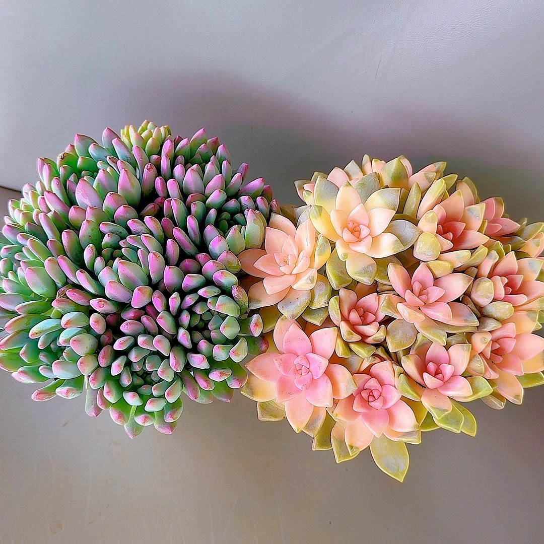 米淇家蓝苹果+樱花锦多肉植物带盆