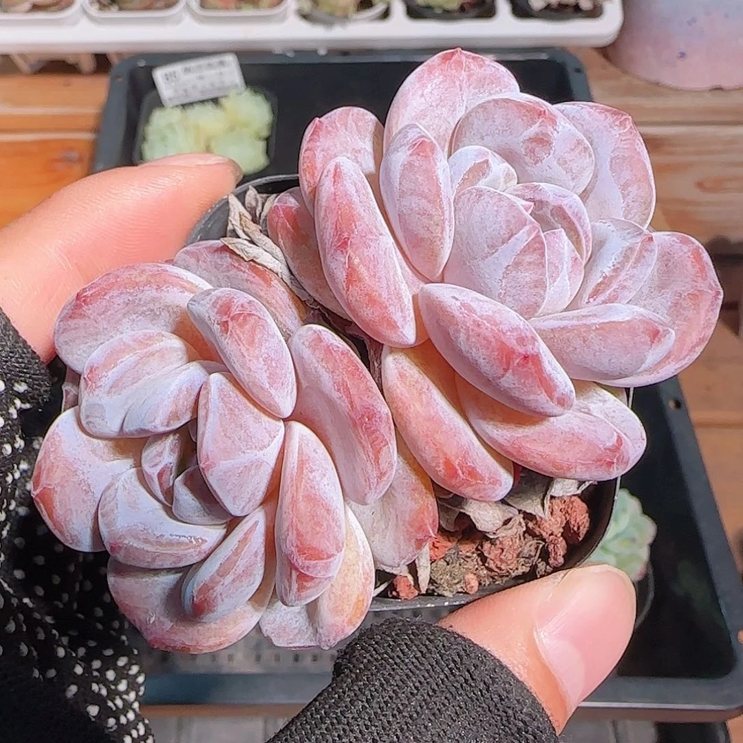 多肉1030--86石榴籽星影