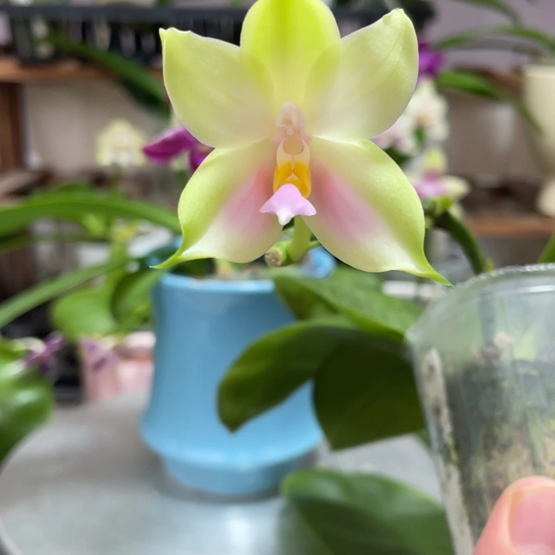 完全开放07叶瑕花期不保