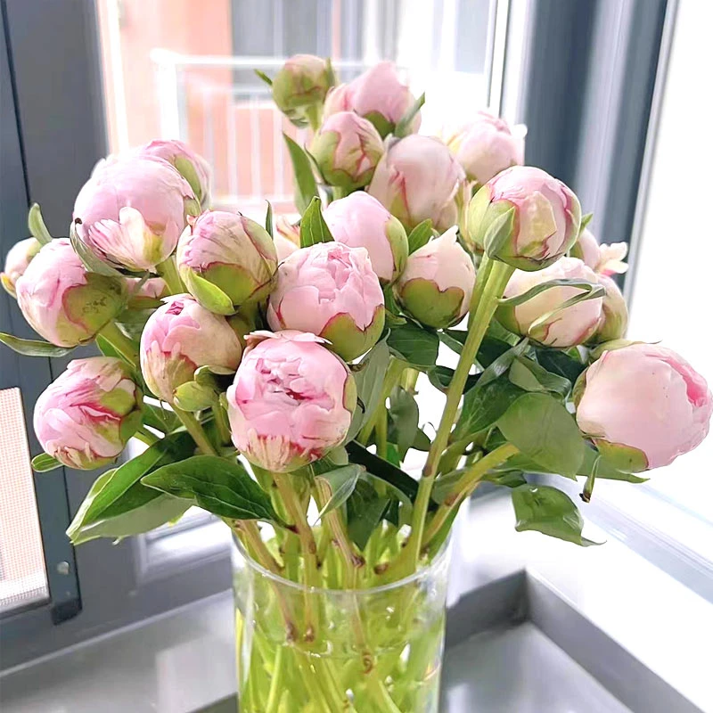 进口芍药兰富士莎拉芭茨拉杨妃出浴鲜切花商务用花家庭插花手捧花