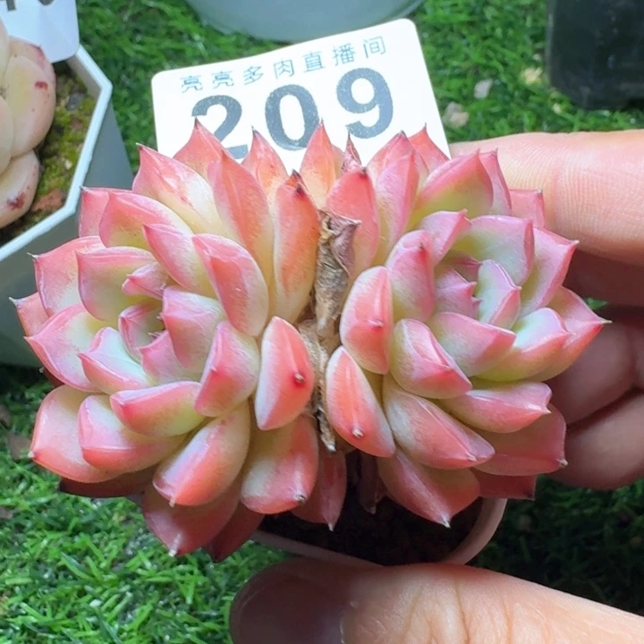玉笛            多肉植物